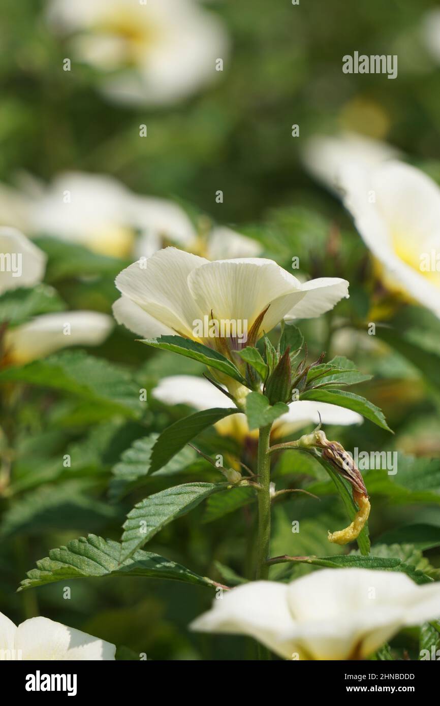 Turnera subulata (auch yolanda genannt, Turnera subulata, weißer Butterblume, Schwefelerle, Politikerblume, Dunkeläugige Turnera, weiße Erle) Blume. Stockfoto