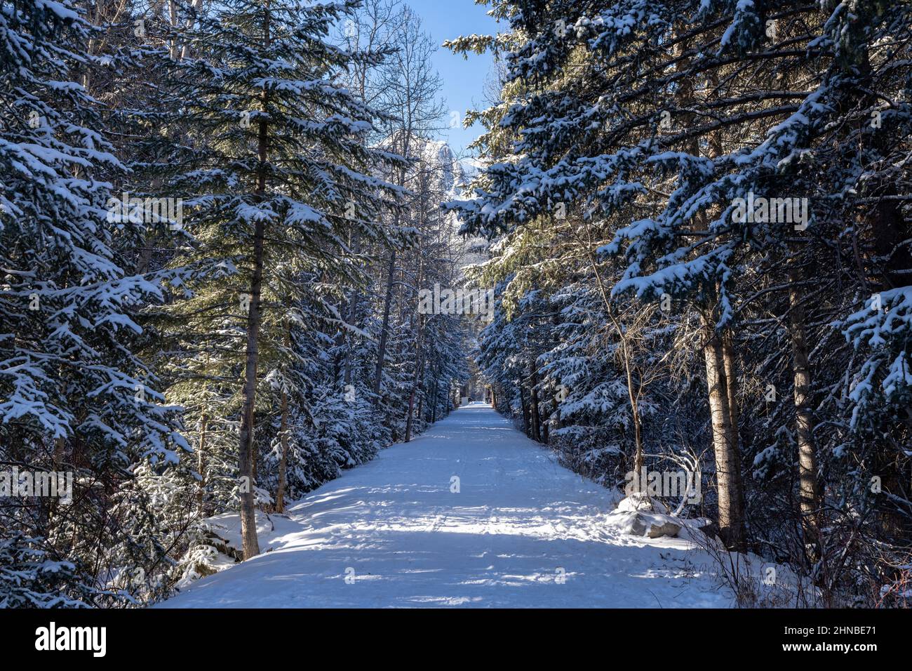 Tannenbäume Wald Wanderpfad Landschaft im Winter. Spur Line Trail, Canmore, Alberta, Kanada. Stockfoto