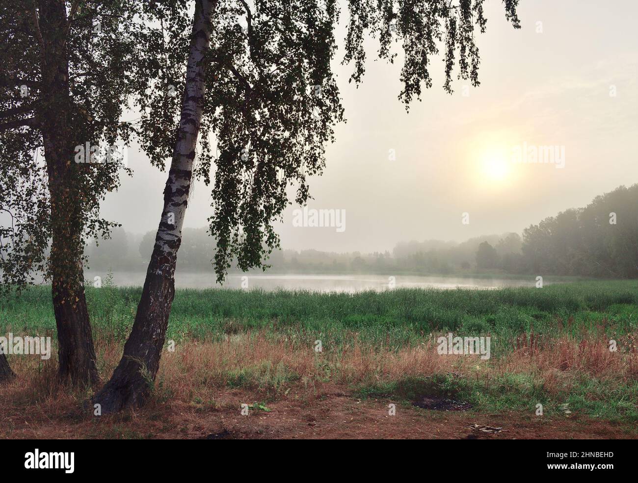 Seeufer mit hohem Gras, weißen Birkenstämmen, Silhouetten von Bäumen in der Ferne. Die Morgensonne scheint durch einen dichten Nebel. Natur pur von Siber Stockfoto Seeufer mit hohem Gras, weißen Birkenstämmen, Silhouetten von Bäumen in der Ferne. Die Morgensonne scheint durch einen dichten Nebel. Natur pur von Siber Stockfoto