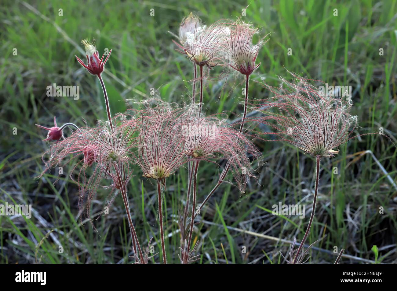 Praire Smoke Wildflower, Geum Triflorum, blüht im Frühling im Wild River State Park, Chisago County, Minnesota in der Nähe von Taylors Falls, MN Stockfoto