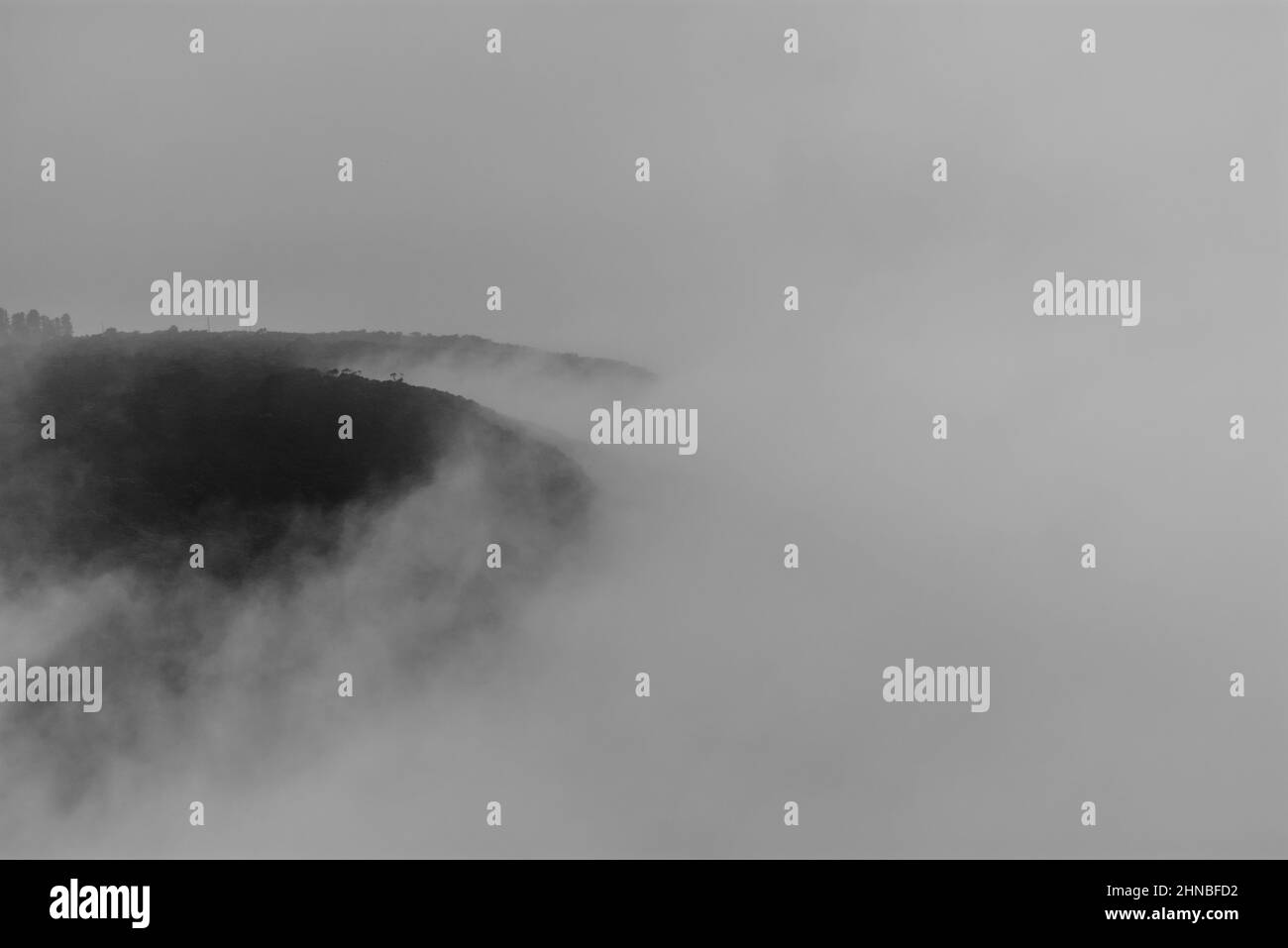 Graustufenaufnahme des schweren Nebels über dem dichten Wald in den Bergen Stockfoto