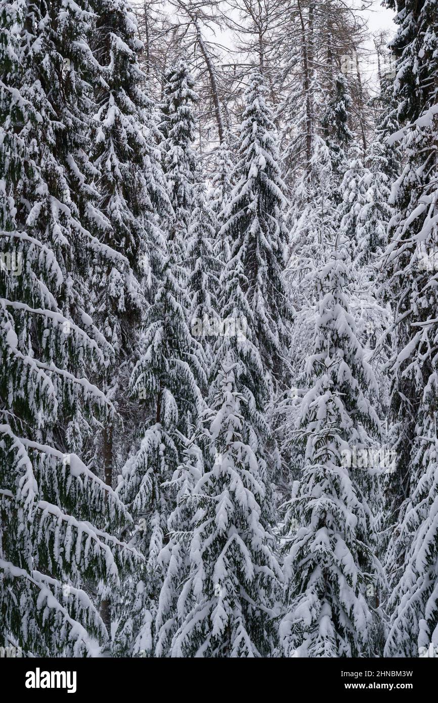 Schneebedeckte Nadelbäume im Winterwald an kalten, frostigen Tagen Stockfoto