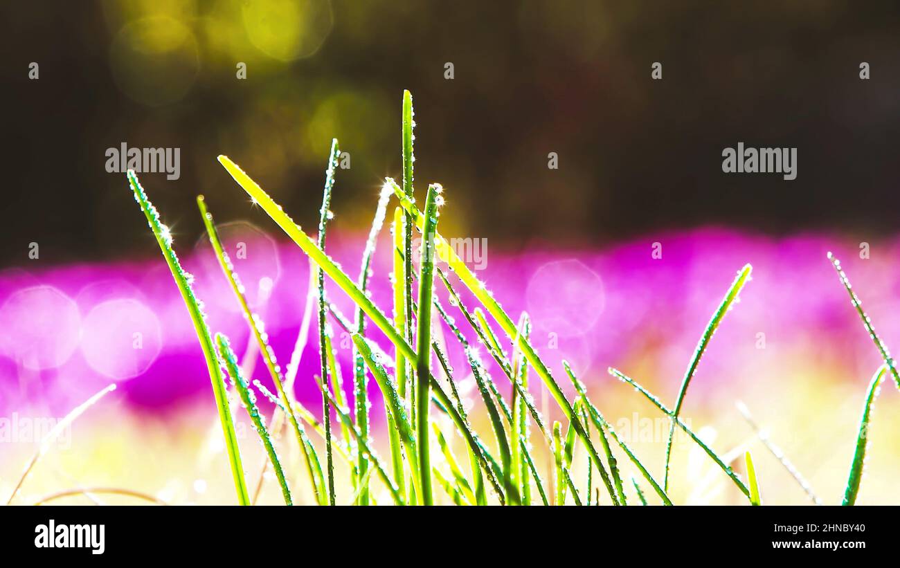 Nachdem der frische Frühlingsregen vergangen ist, werden das grüne Gras und die Blumen wiederbelebt, und das glitzernde Wasser tropft und die wunderschöne Natur. Stockfoto