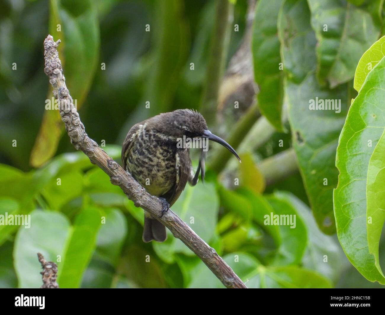 Ein Sonnenvögel, der auf einem Ast sitzt, hat einen guten Kratzer, um Milben loszuwerden Stockfoto