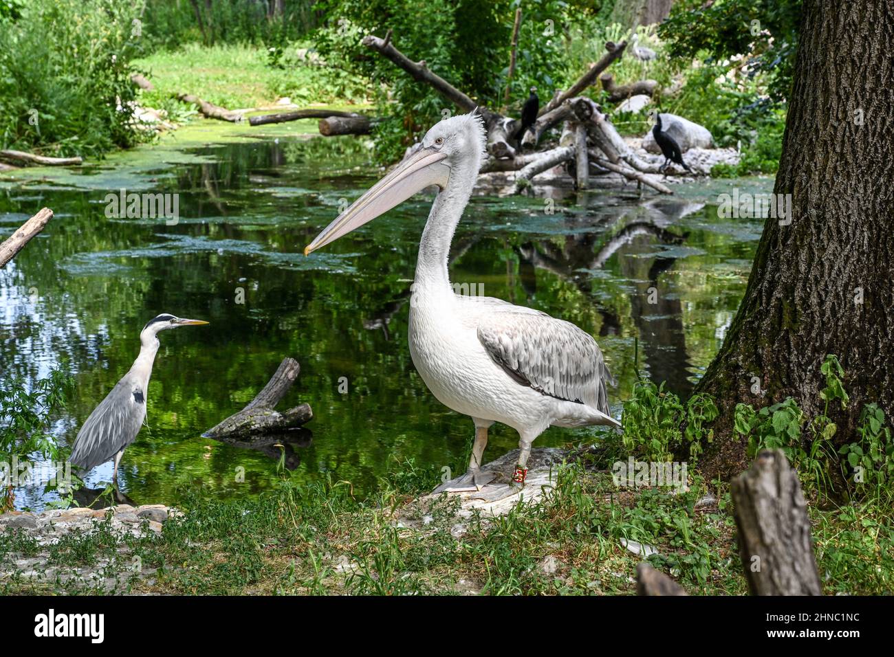 Zoo Wien Schönbrunn Stockfoto