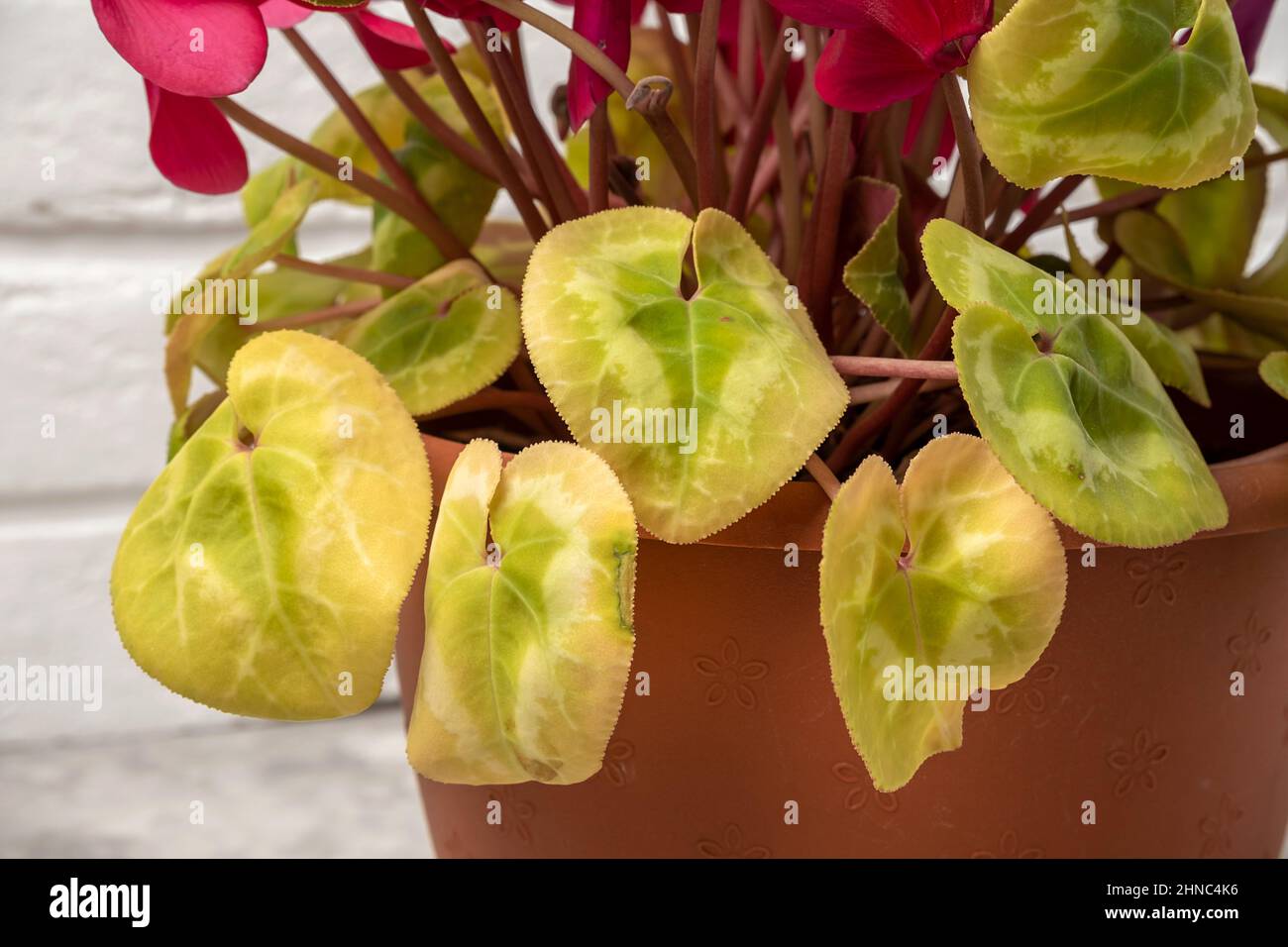 rieger saatgut Rieger‑Hofmann Saatgut – Blumenwiese mit heimischen Arten – WildLand main image 1