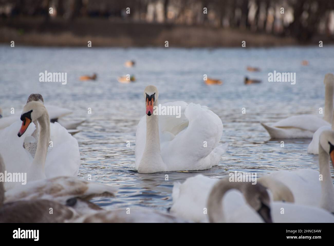 Wunderschöne weiße, elegante Schwäne fliegen auf einem nebligen Winter-See. Stockfoto