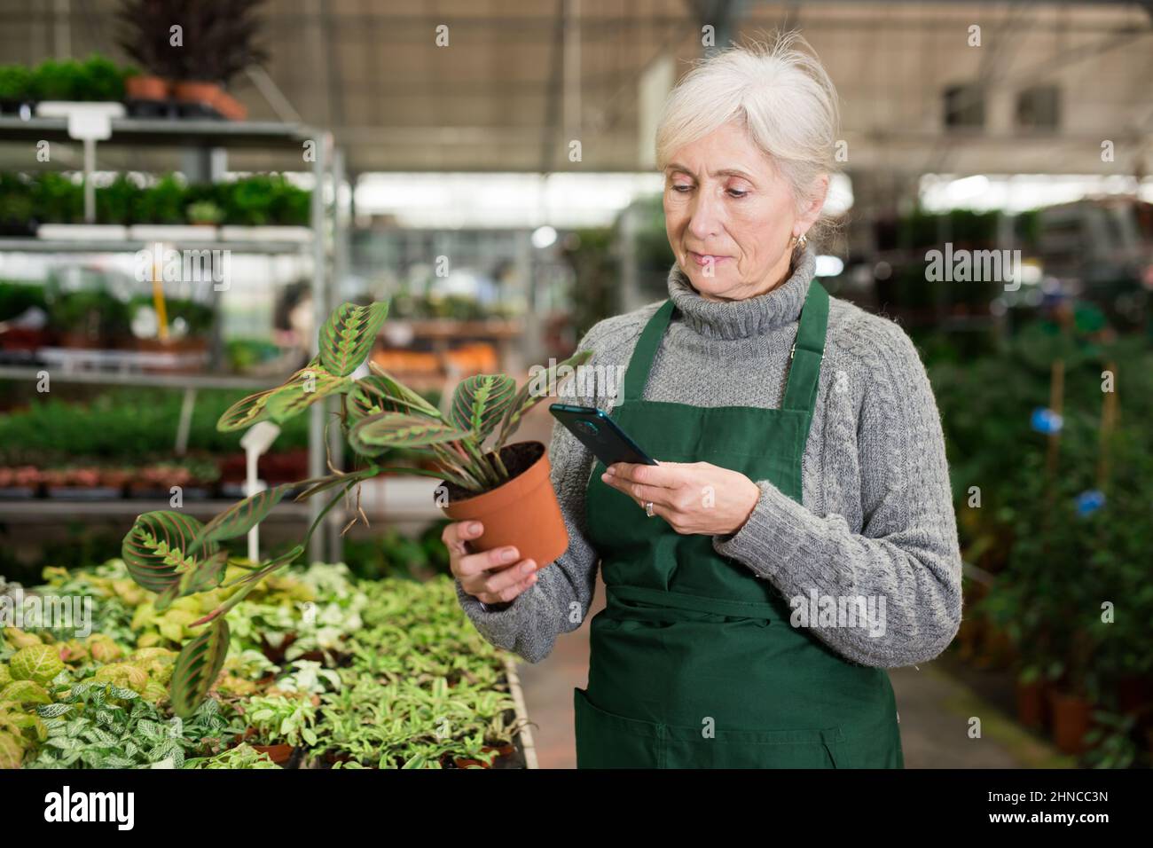 Ältere Verkäuferin, die per Smartphone Barcode auf einer Topfpflanze scannt Stockfoto