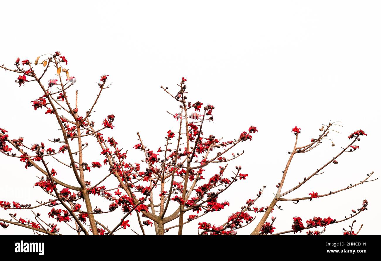 Bombax-Baumzweig mit schönen roten Blumen unter dem wolkigen Himmel Stockfoto