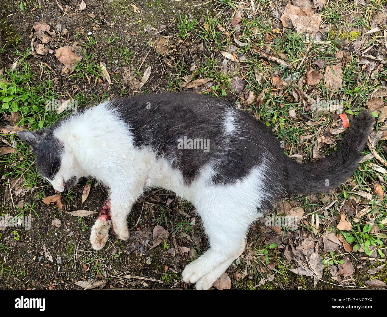 Tote Katze auf dem Boden, Lyon, Frankreich Stockfoto