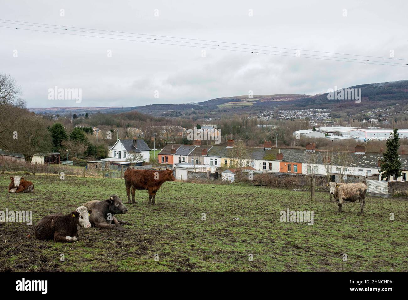 Ein Feld von unsauber aussehenden, fragwürdig gehaltenen Kühen, die Aberaman überragten, Rhondda Cynon Taff, Februar 2022. Stockfoto