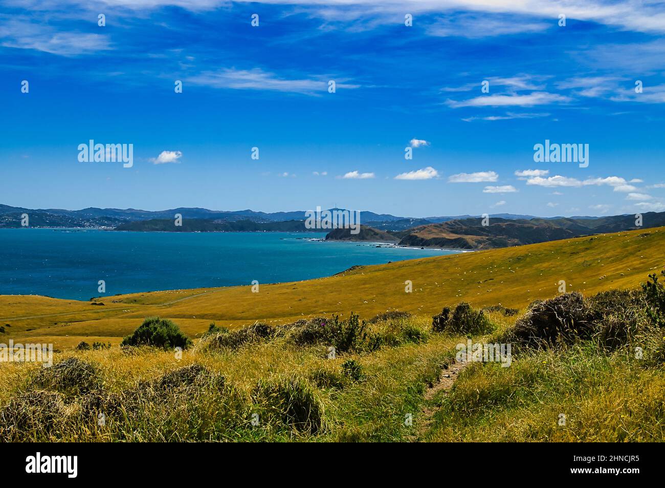 Blick von den Schafweiden von Baring über die Cook Strait zum Stadtrand von Wellington und den Hügeln jenseits der Stadt, Nordinsel, Neuseeland Stockfoto