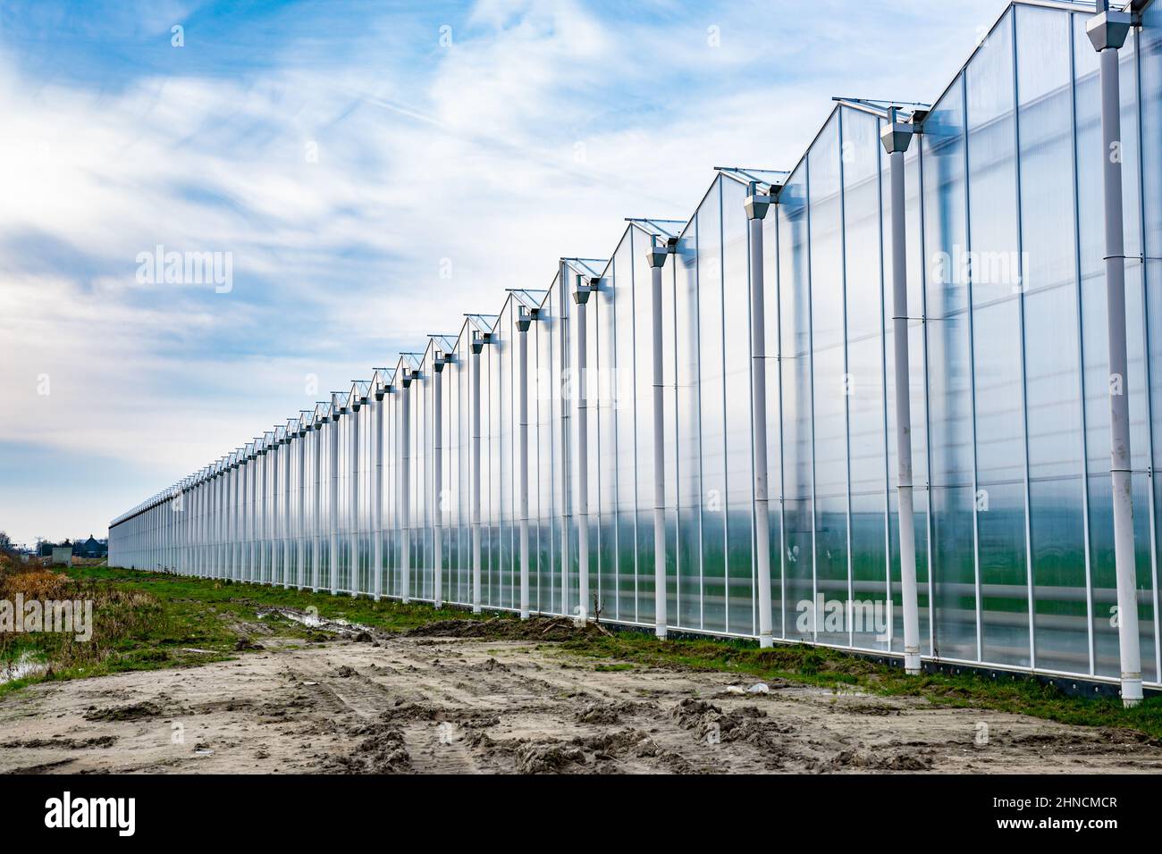 Reihe von Gewächshäusern für den Anbau von Gemüse. Perspektivischer Effekt. Stockfoto