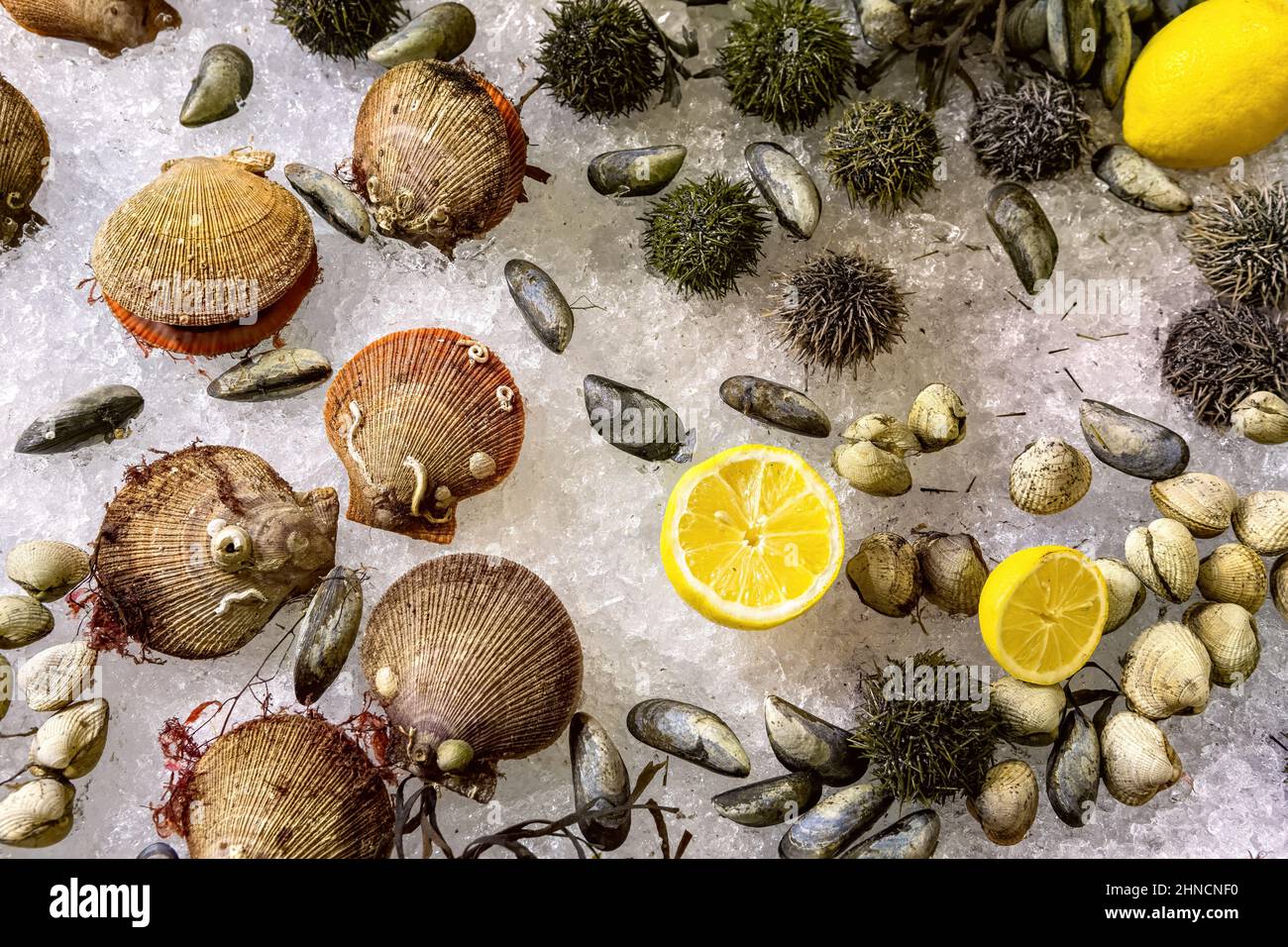 Verschiedene frische, rohe Meeresfrüchte (Auster, Seeigel, Muscheln und ...