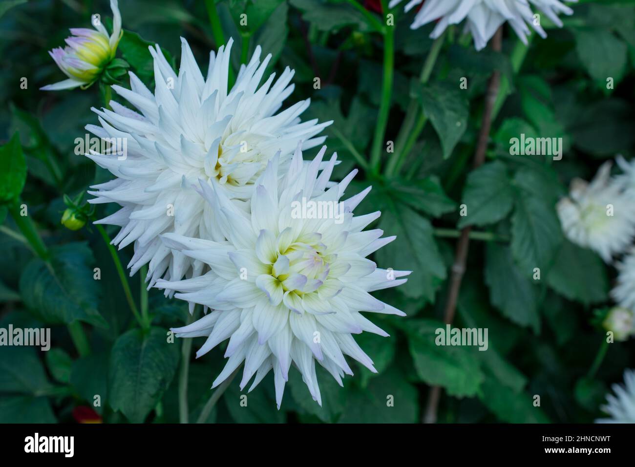 Foto von schönen Blumen Dahlia Stockfoto