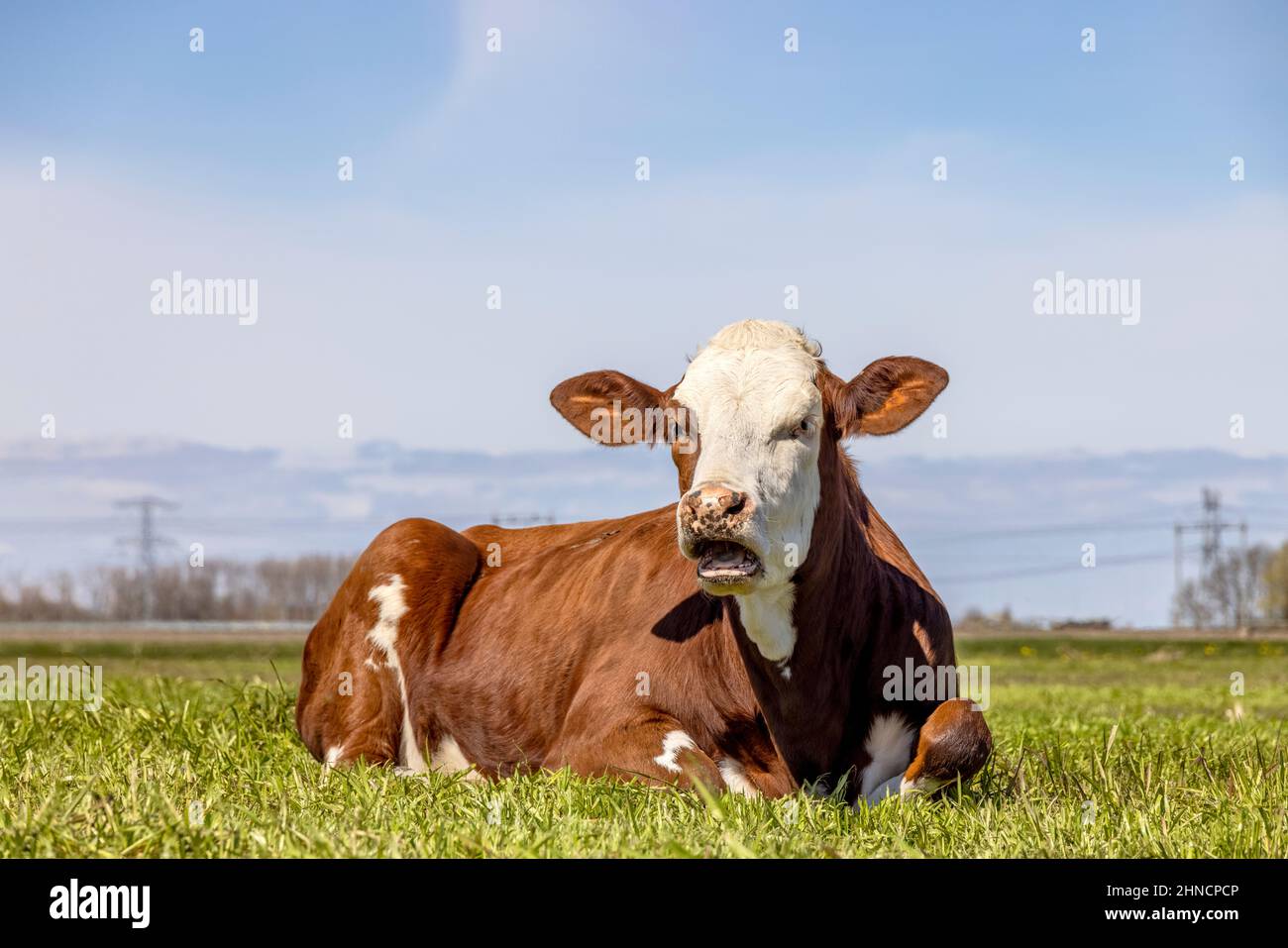 Ein Kuhmund offen, rot und weiß auf einer Weide liegend faul launende Kuh, jammern, zeigt Zahnfleisch und Zunge Stockfoto