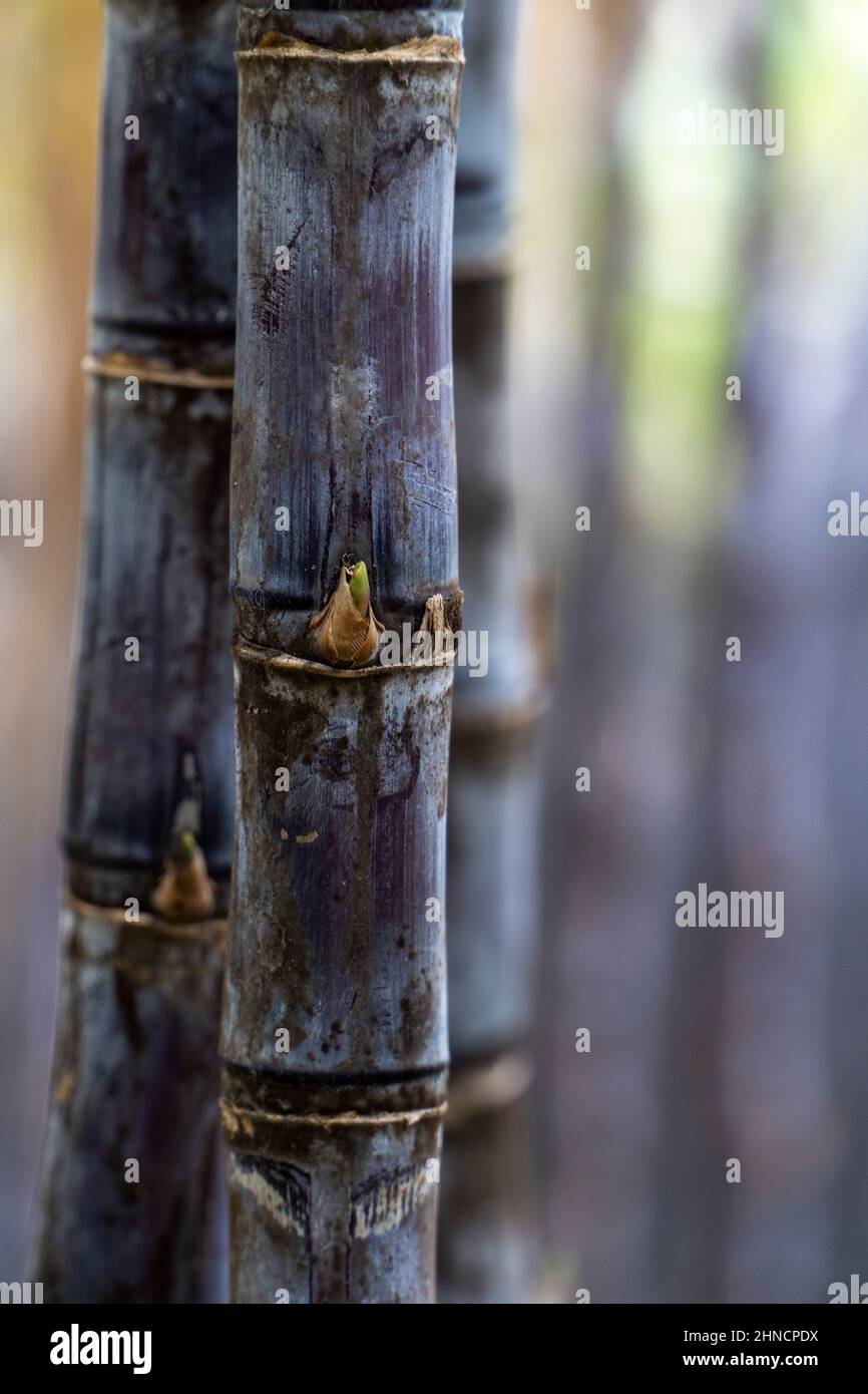 Reifes Zuckerrohr, das in der Plantage angebaut wird Stockfoto