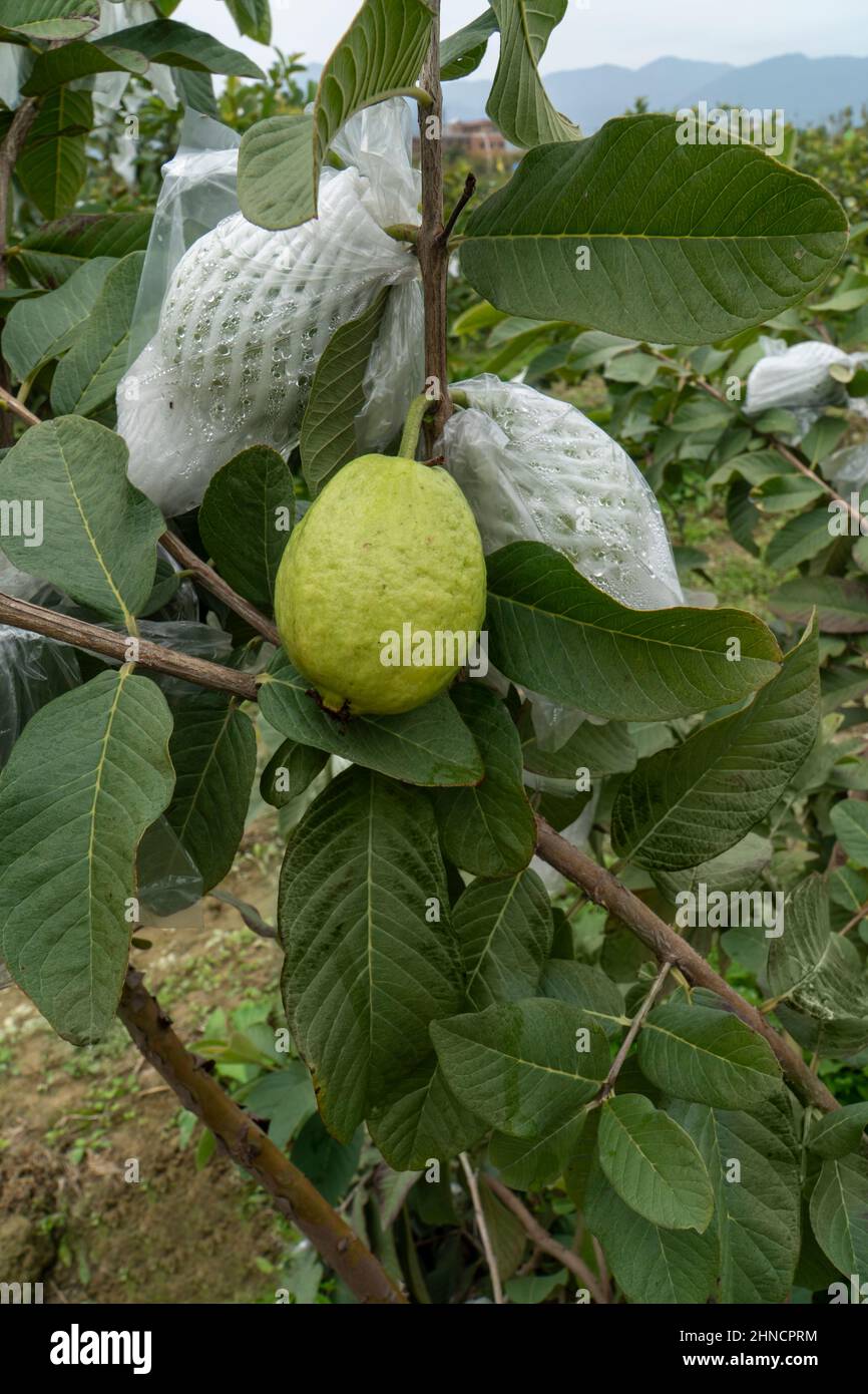 Guaven wachsen in Obstgärten Stockfoto