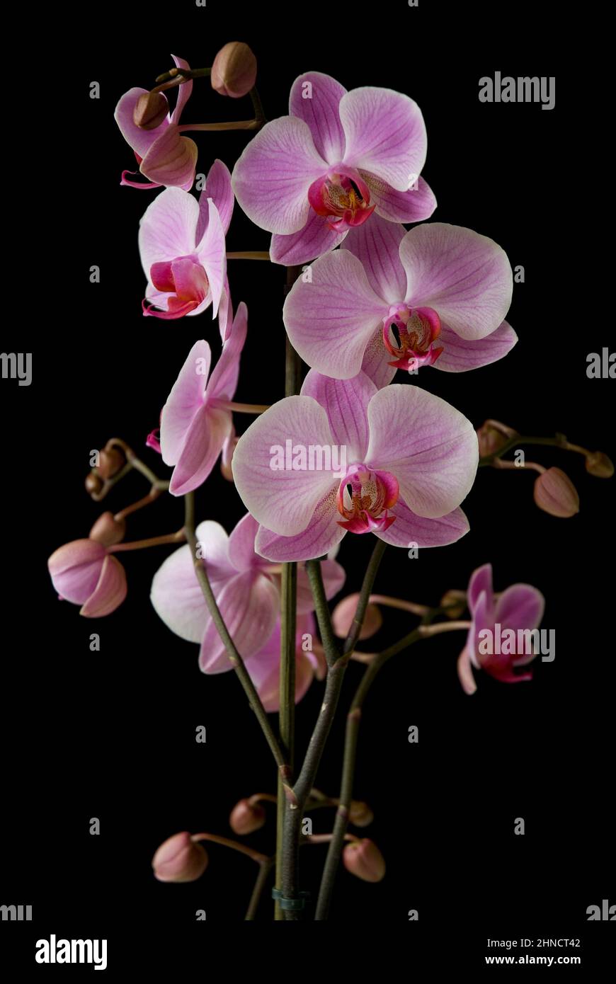 Orchideen von Phalaenopsis, Mottenorchidee Stockfoto