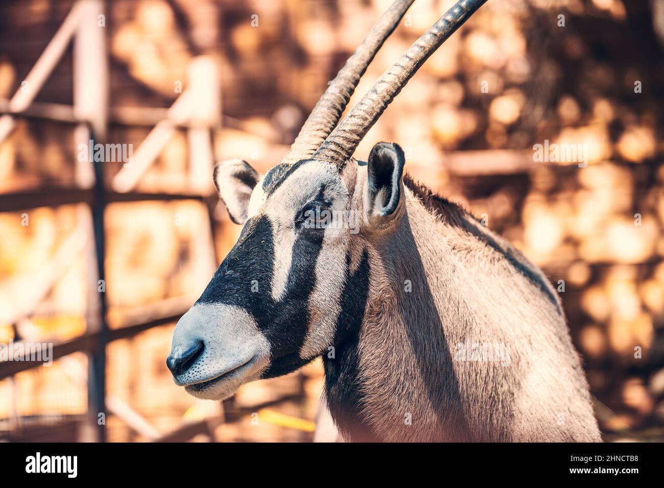 Gemsbok-Antilope oder Oryx Gazelle Nahaufnahme des gehörnten Tieres. Stockfoto