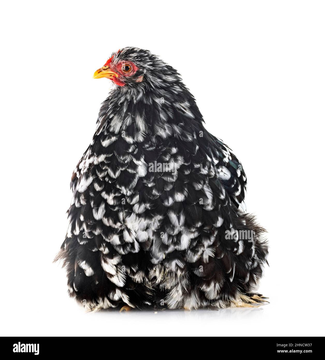 Pekin Bantam vor weißem Hintergrund Stockfoto