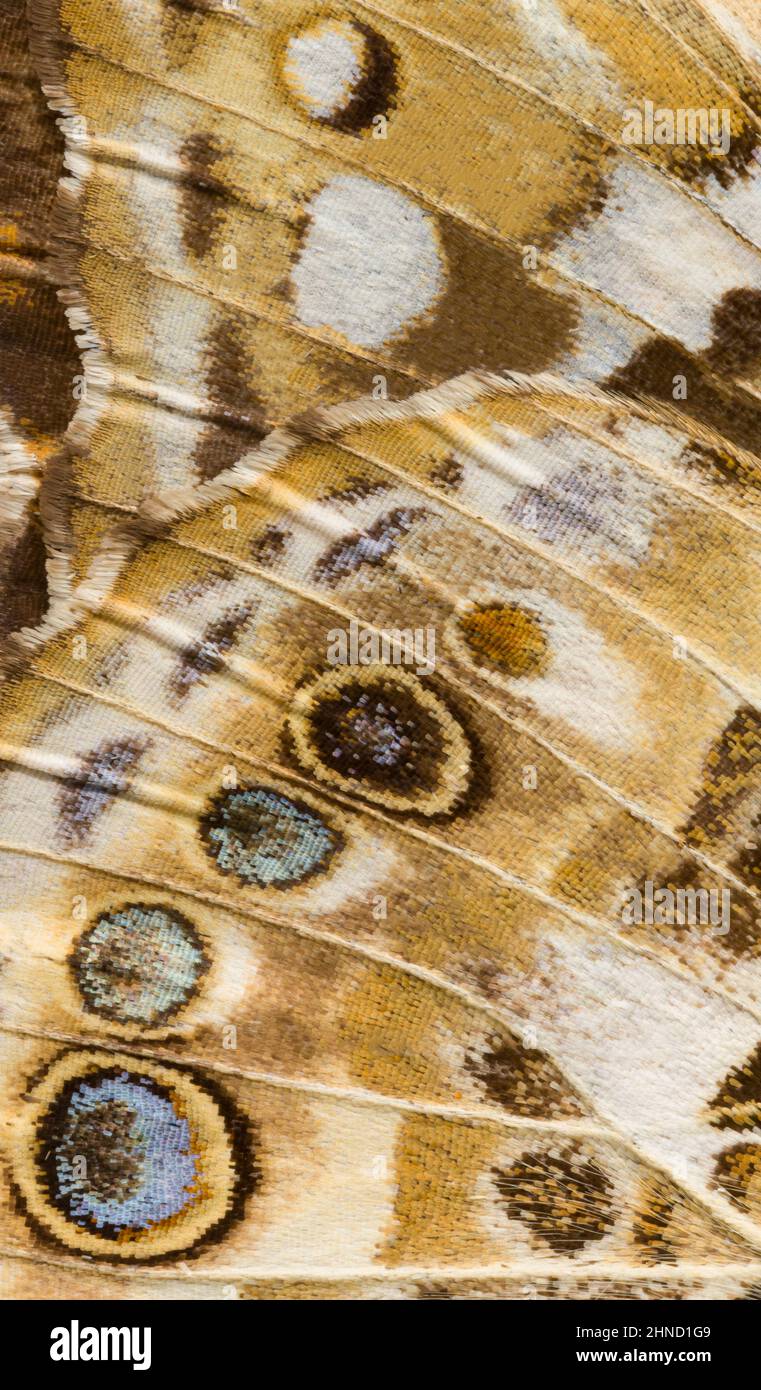 Gefleckte Flügelmuster des Schmetterlings der 'Painted Lady' (Vanessa cardui); die am weitesten verbreitete aller Schmetterlingsarten Stockfoto