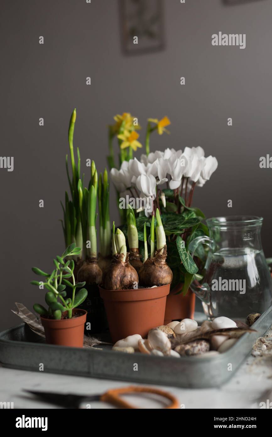 Sämlinge von Frühlingsblumen und grünen Pflanzen in Blumentöpfen auf Tablett mit Krug Wasser im Zimmer platziert Stockfoto