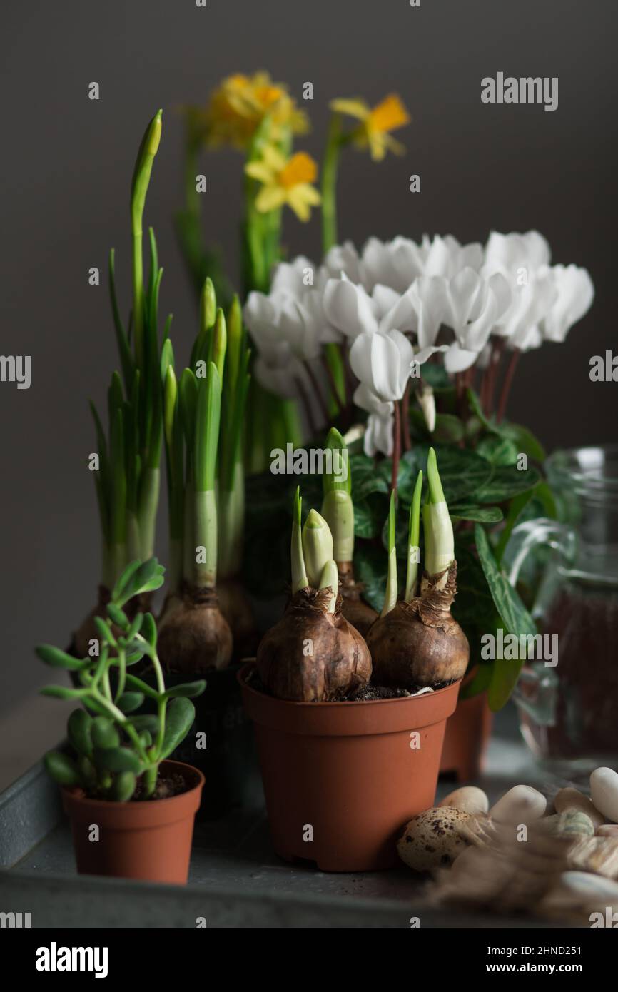 Sämlinge von Frühlingsblumen und grünen Pflanzen in Blumentöpfen auf Tablett mit Krug Wasser im Zimmer platziert Stockfoto