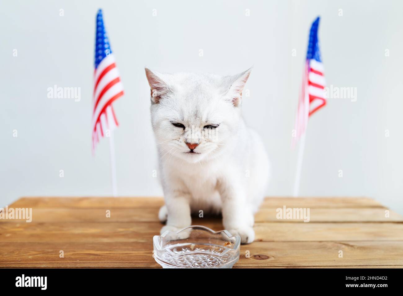 Weiße britische Katze auf einem Holztisch mit amerikanischen Flaggen. Humor. Patriotismus. Konzept des Unabhängigkeitstages. Stockfoto