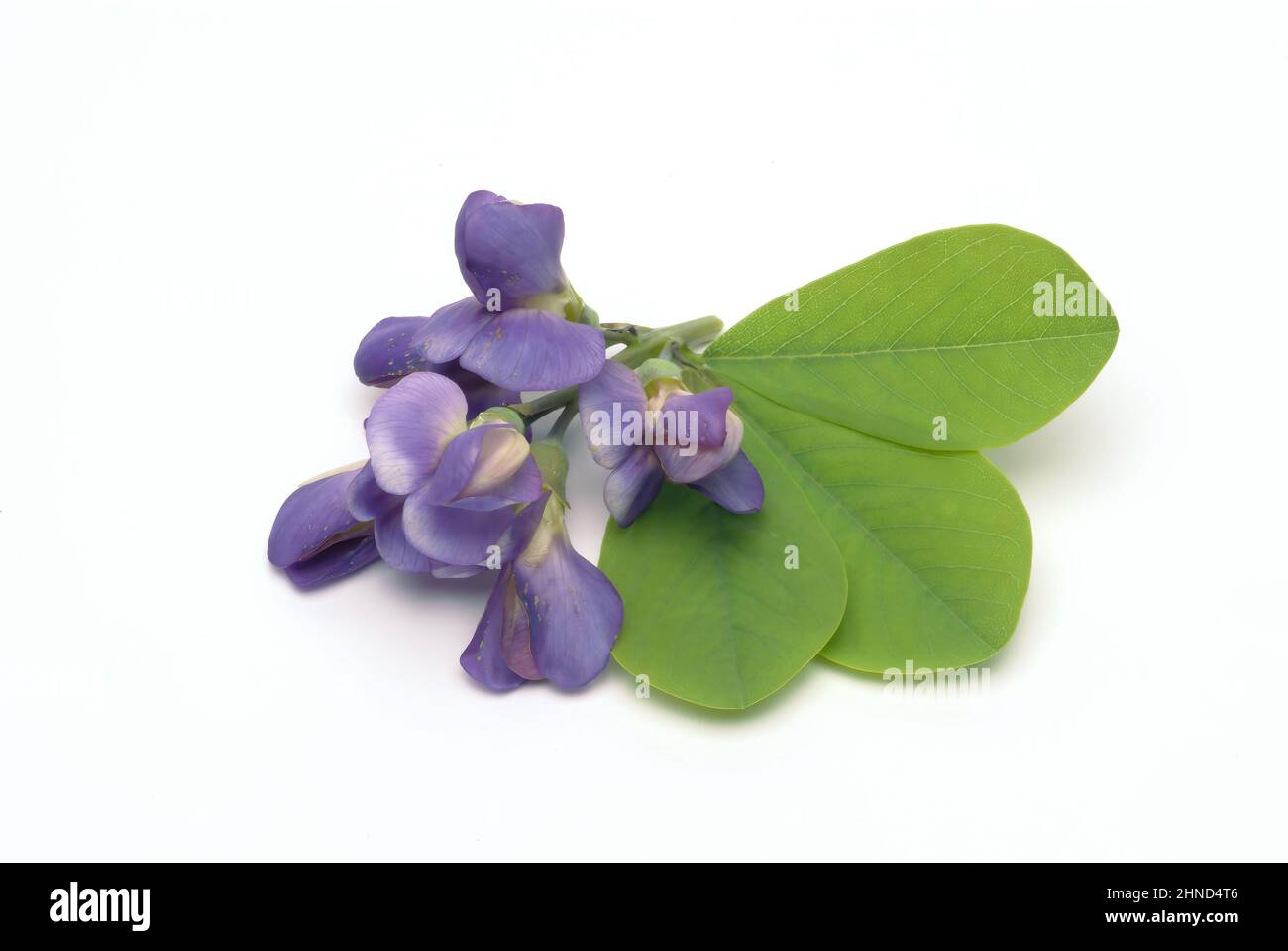 Indigolupine, Baptizia australis, Blaue Färberhülse, Australische Färberhülse oder Falscher Indigo, Färbepflanze, Heilpflanze, enthält eine Reihe von Stockfoto