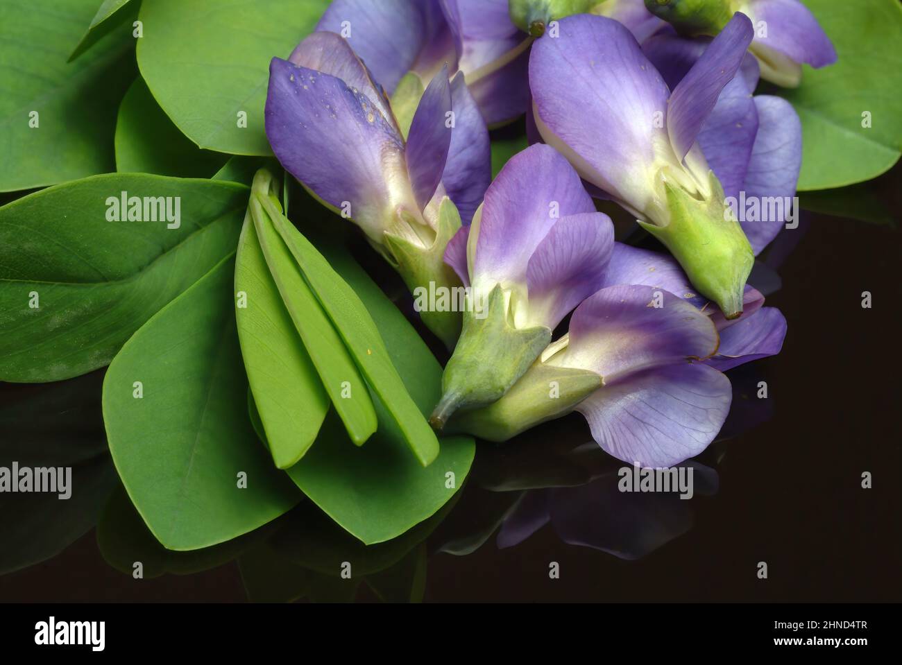 Indigolupine, Baptizia australis, Blaue Färberhülse, Australische Färberhülse oder Falscher Indigo, Färbepflanze, Heilpflanze, enthält eine Reihe von Stockfoto