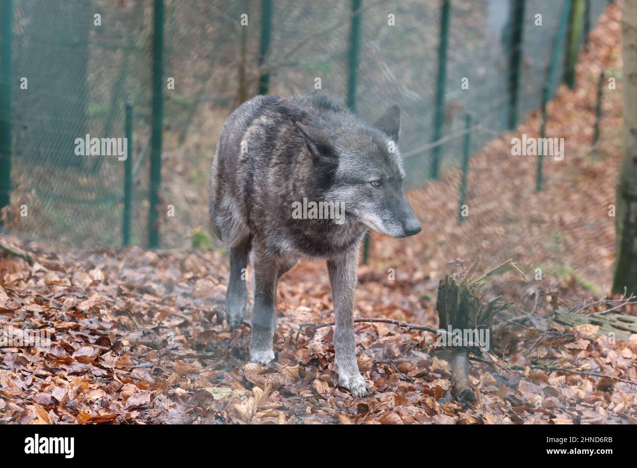 Worbis, Deutschland. 15th. Februar 2022. Der WolfHybrid Ronja streift