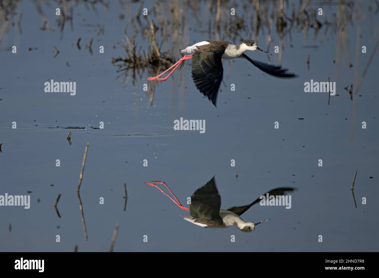 Échasse blanche dans les marais de la baie de Somme. Stockfoto