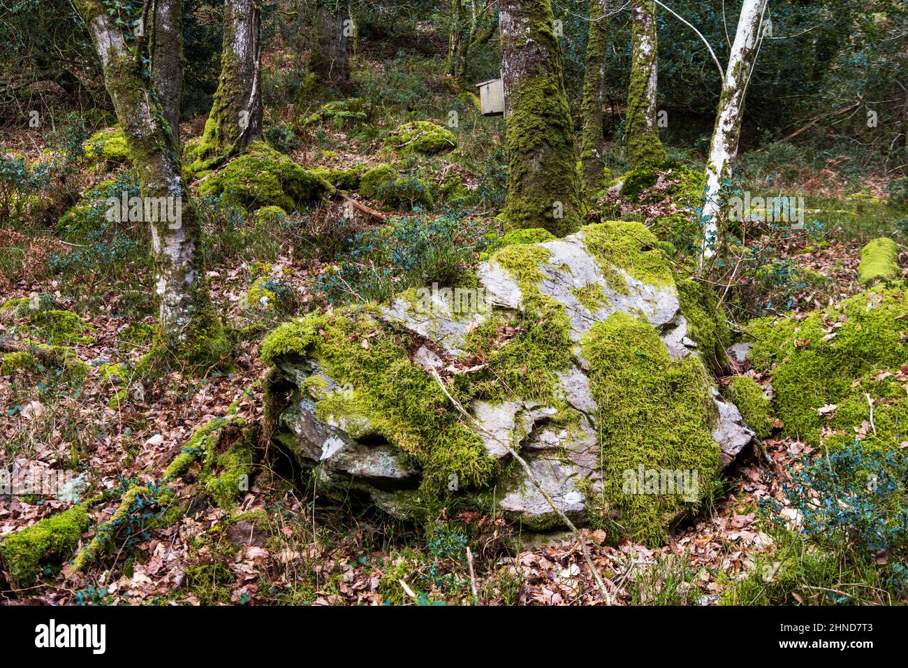 Großer moosbedeckter Fels am Hang des Horner-Waldes, Somerset, Großbritannien Stockfoto