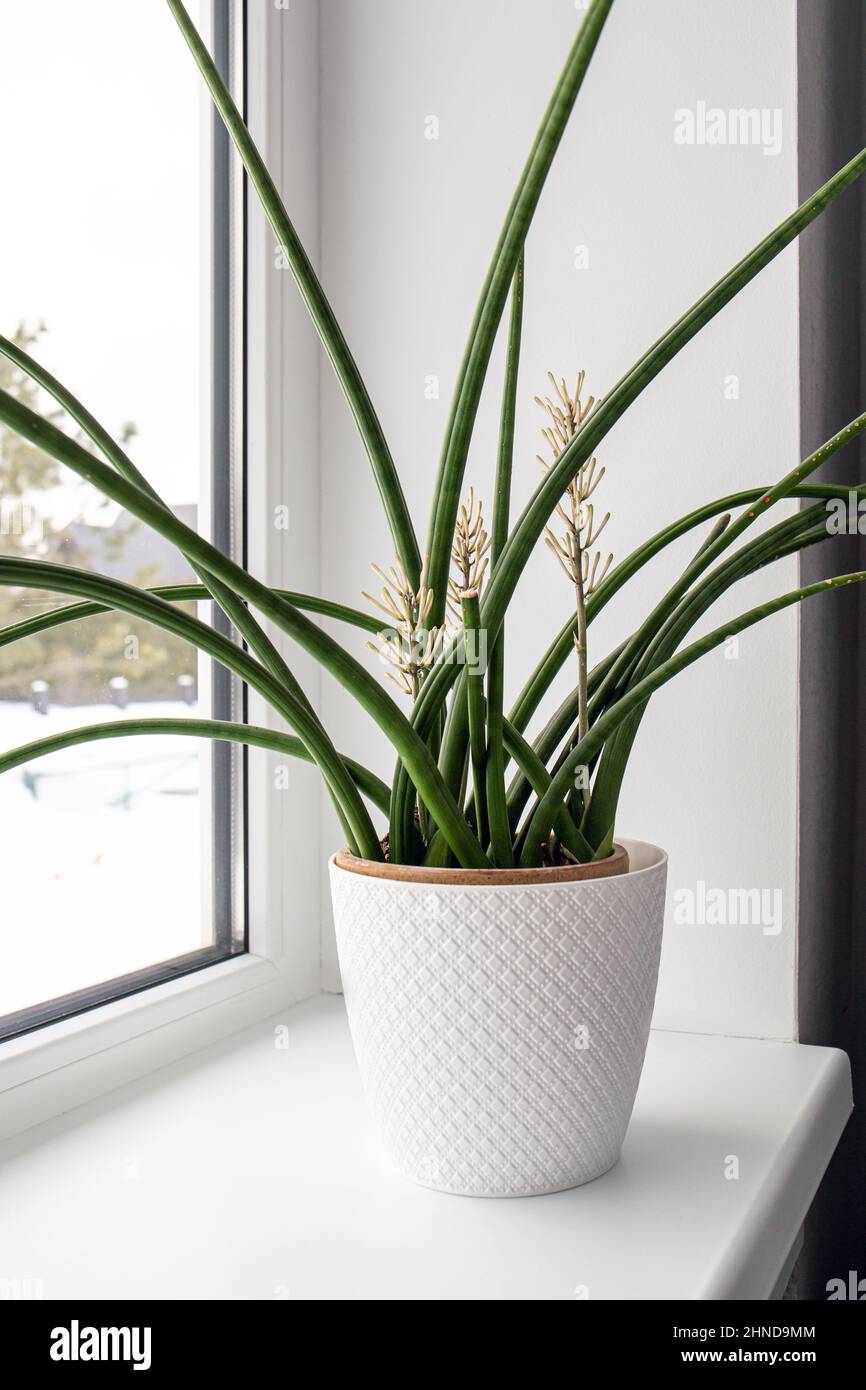 Dracaena angolensis, Sansevieria cylindrica auch als zylindrische  Schlangenpflanze bekannt, afrikanischer Speer in voller Blte auf der  Fensterbank des Hauses Stockfotografie - Alamy