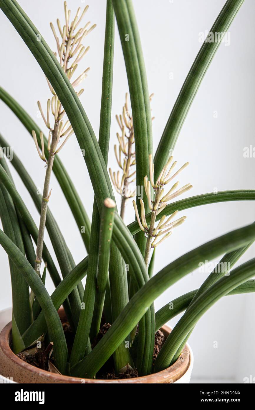 Dracaena angolensis, Sansevieria cylindrica auch als zylindrische Schlangenpflanze bekannt, afrikanischer Speer in voller Blüte auf der Fensterbank des Hauses. Stockfoto