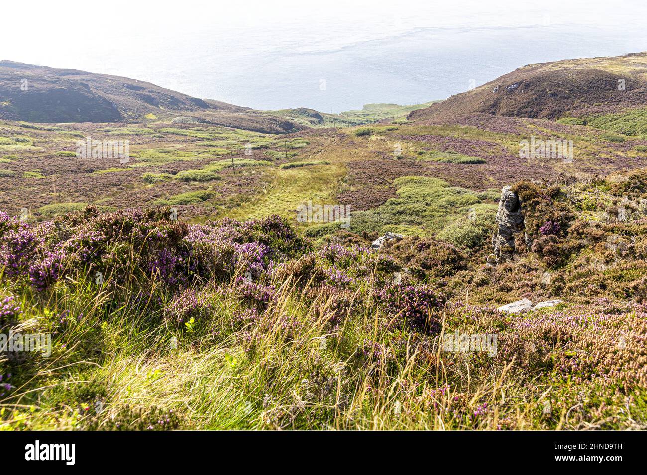 Felsige Aufschlüsse auf dem mit Heidekraut verkleideten Moorland auf der Mull of Kintyre am südlichen Ende der Kintyre Peninsula, Argyll & Bute, Schottland, Großbritannien Stockfoto