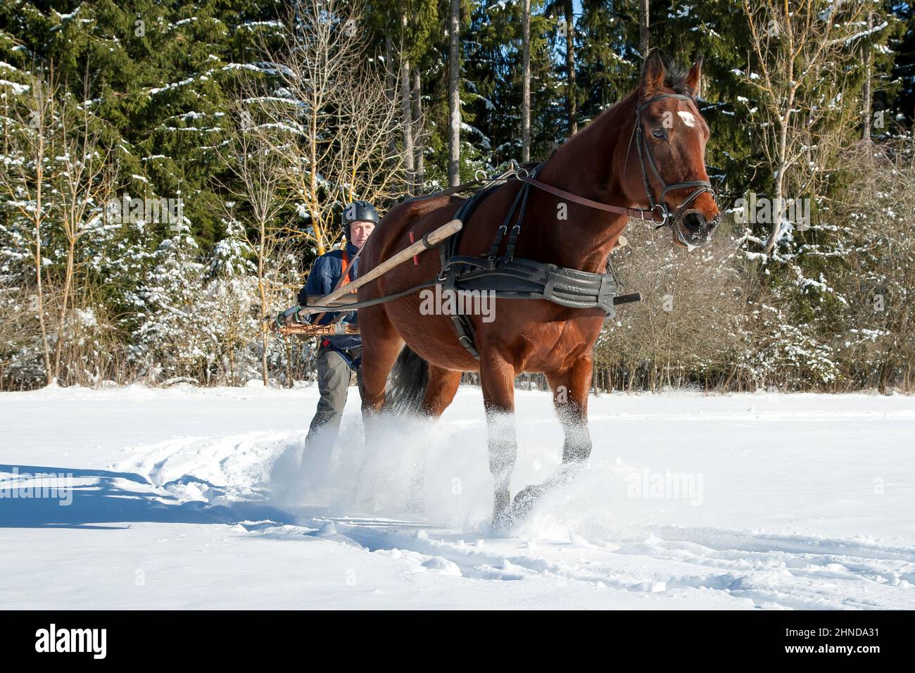 Pferd auf skiern -Fotos und -Bildmaterial in hoher Auflösung – Alamy