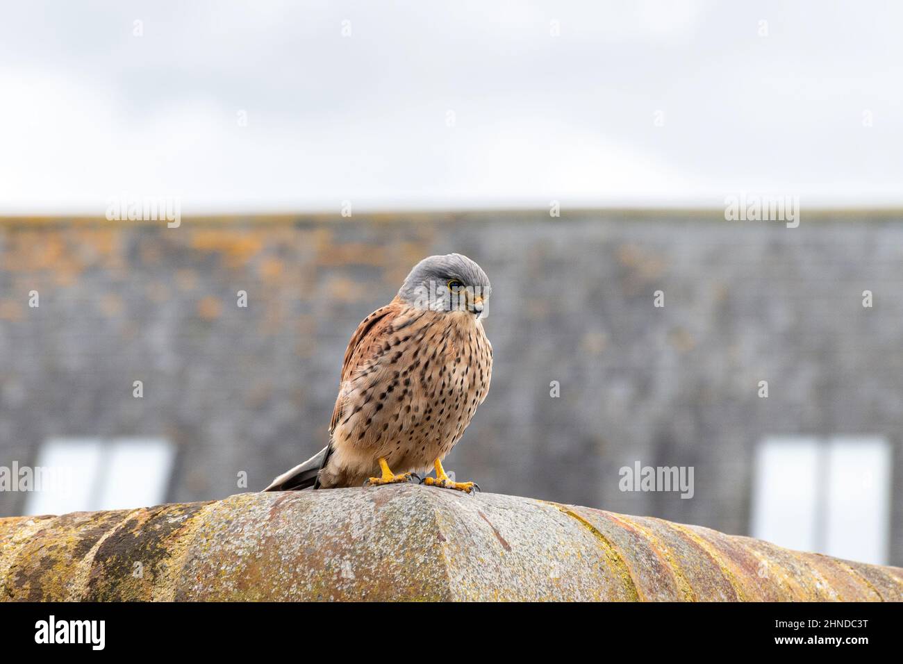 Kestrel (Falco tinnunculus), männlicher Vogel, der an einer Wand thront, England, Großbritannien. Urbane Tierwelt. Stockfoto