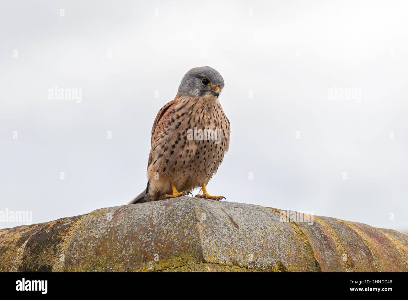 Kestrel (Falco tinnunculus), männlicher Vogel, der an einer Wand thront, England, Großbritannien. Urbane Tierwelt. Stockfoto