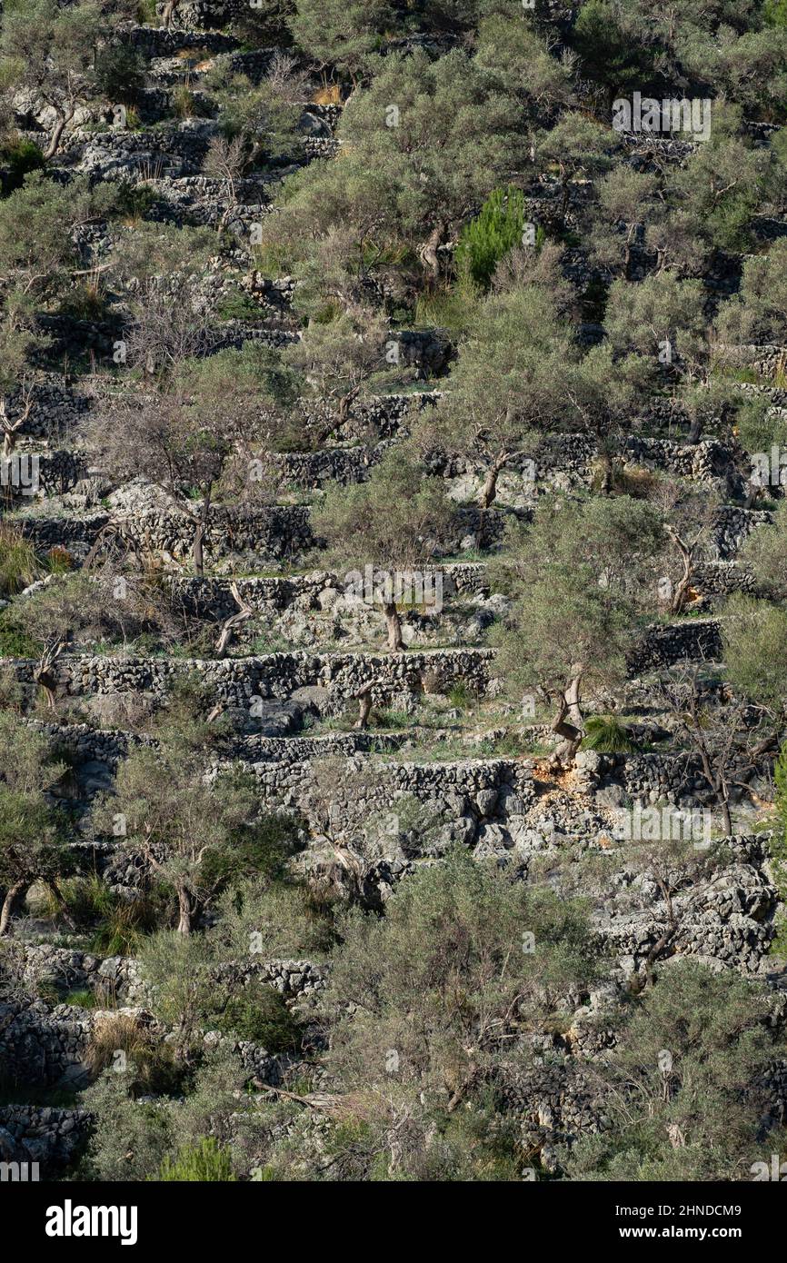 Rotes de Caimari, Gemeinde von Selva, Brunnen von kulturellem Interesse, Mallorca, Balearen, Spanien Stockfoto