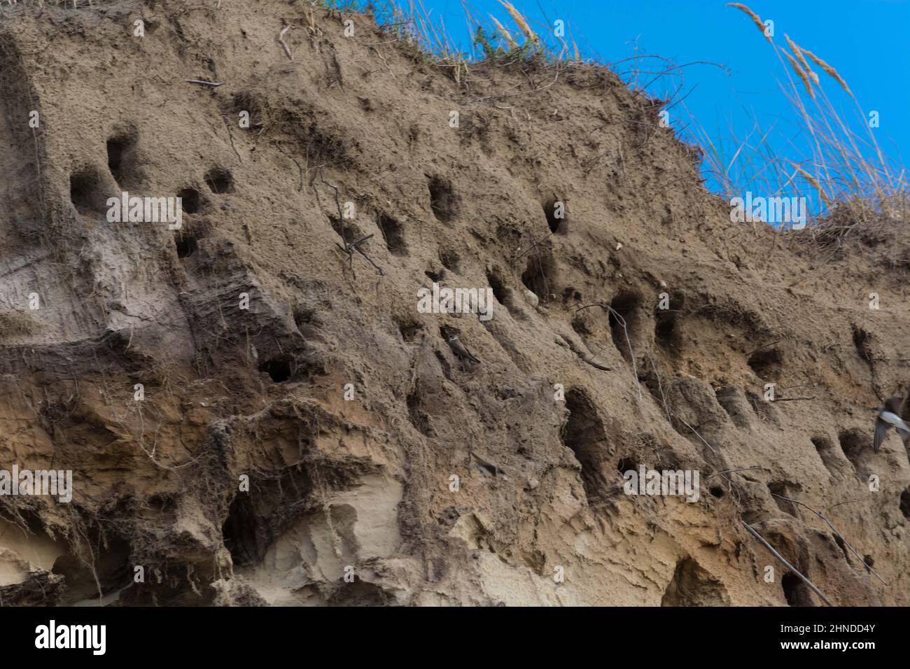 Schwalben auf den Klippen der Stadt Ahrenshoop auf der Ostseeinhalbinsel Darss in Deutschland im Sommer. Stockfoto