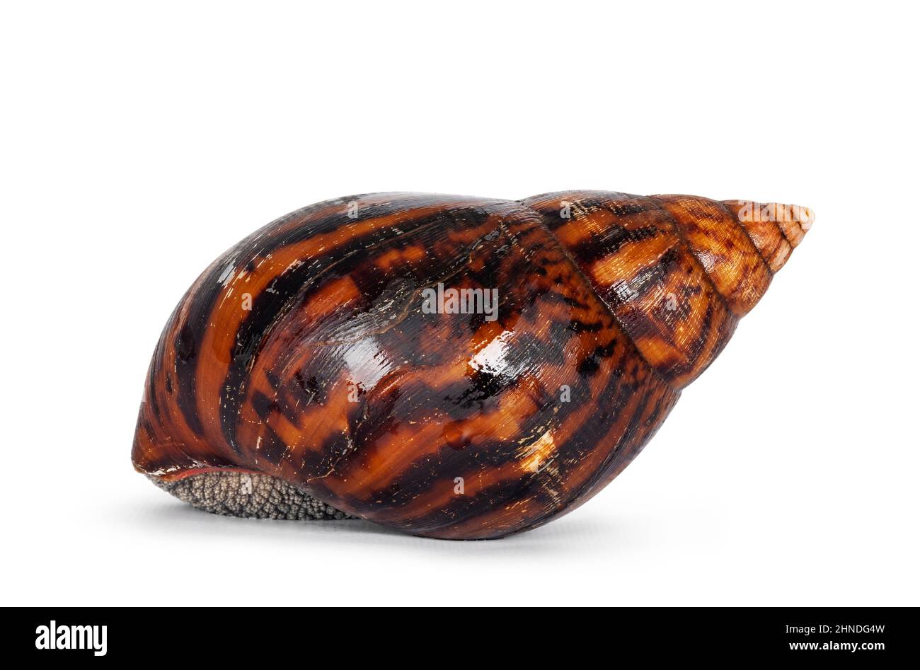 Riesenschnecke aus Ghanese in Erwachsenengröße, auch bekannt als Riesenschnecke aus Afrika, Riesenschnecke oder Achatina-Achatina-Schale, Seitenwege verlegend. Isoliert auf einem Whit Stockfoto
