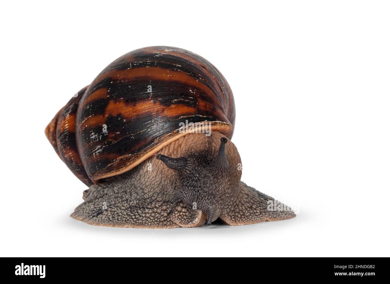 Riesenschnecke aus Ghanese in Erwachsenengröße, auch bekannt als Riesenschnecke aus Afrika, Riesenschnecke oder Achatina Achatina, bewegt sich in Richtung Kamera. Isoliert auf einem Schneebesen Stockfoto