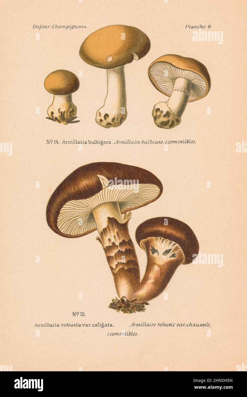 Antike Pilzgravur von Armillaria bulbigera und Armillaria robusta var. caligata. „Atlas des Champignons“ von L. Dufour, 1891. Stockfoto