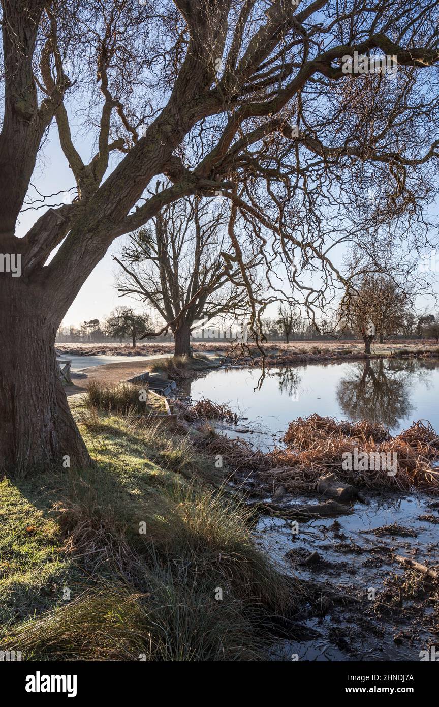 Wintersonne steigt über dem sumpfigen Teich auf Stockfoto