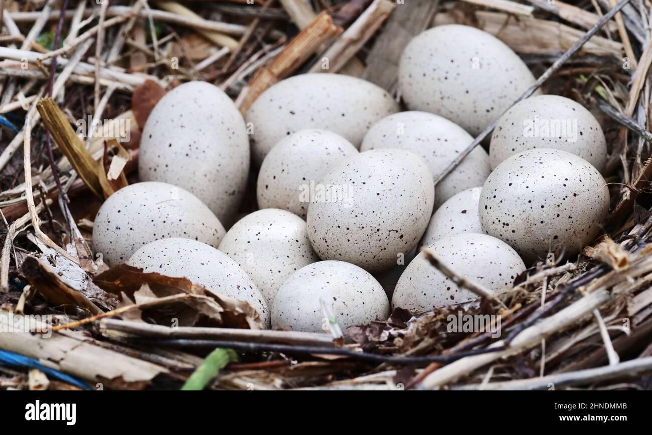 17. Mai 2021, Berlin: 17.05.2021, Berlin. Es gibt 14 leicht gesprenkelte Eier im Nest eines Blässhühner-Paares am Wannsee. Foto: Wolfram Steinberg/dpa Foto: Wolfram Steinberg/dpa Stockfoto