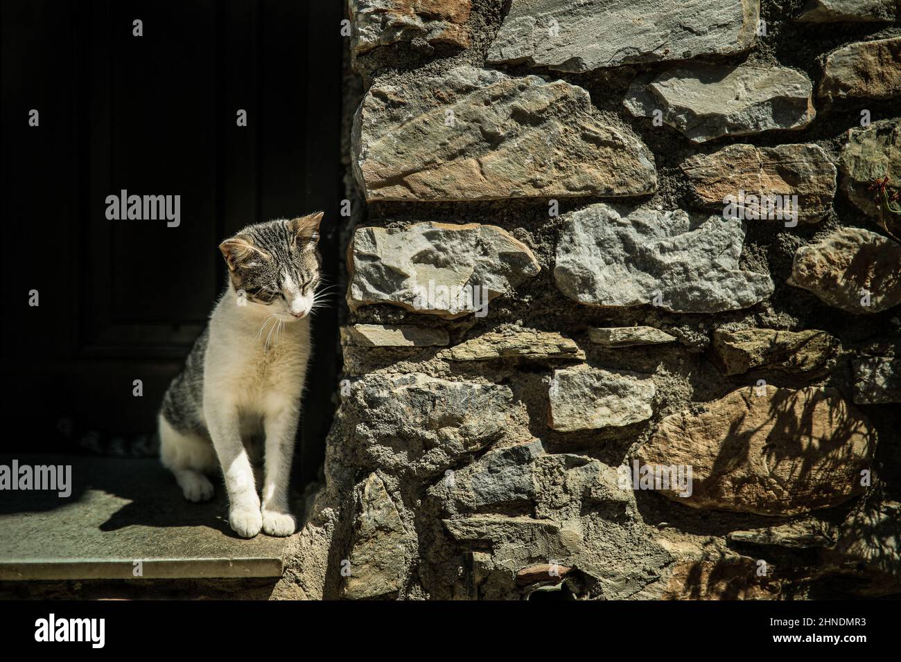 Feral Katze sitzt in der Nähe einer Steinmauer in Palaios Panteleimonas, Griechenland Stockfoto