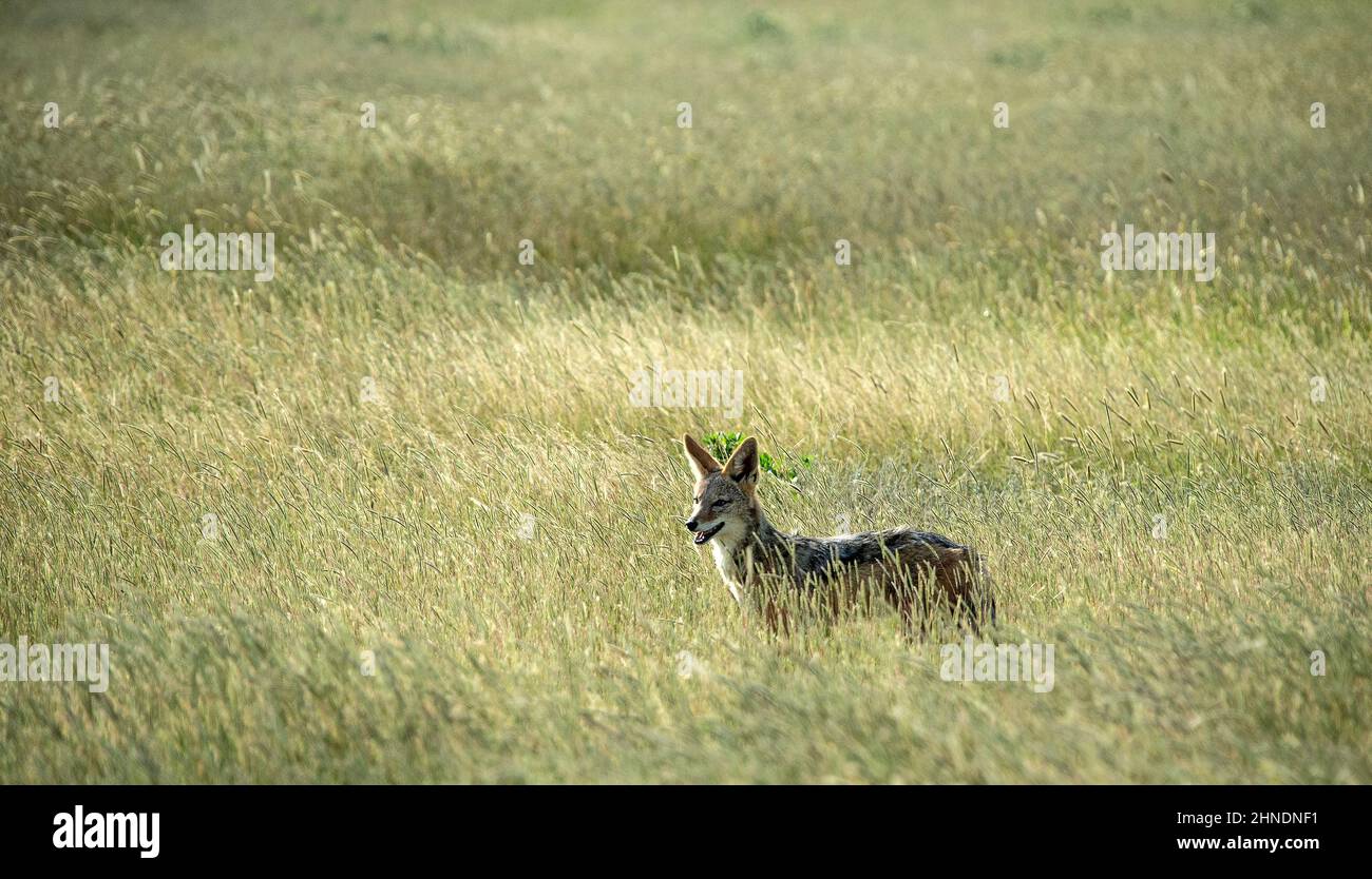 Jackal steht im Gras auf der Savannenebene nach links. Stockfoto