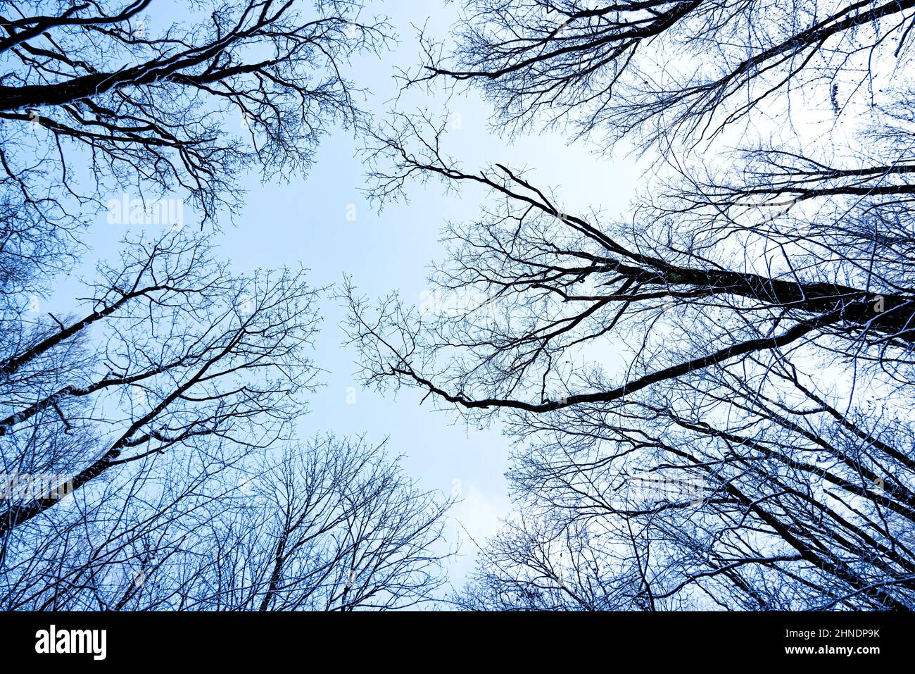 Zweige eines Baumes ohne Blätter gegen den Himmel. Stockfoto